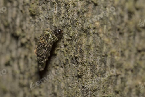 Preview: small insect that looks like tree bark