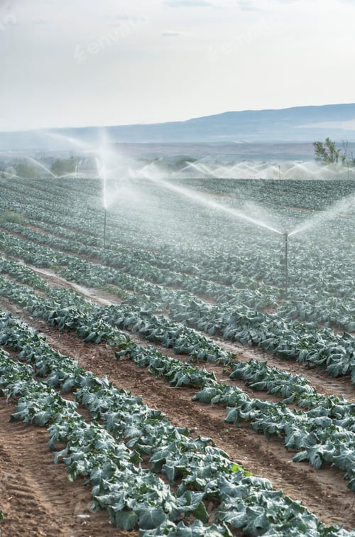 Preview: Watering cabbage with sprinklers