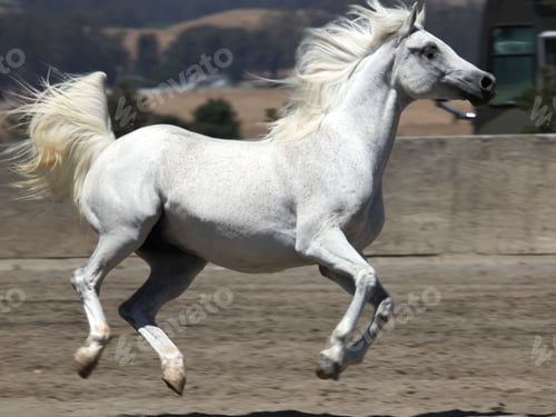 Preview: arabian, horse, mare, stallion, riding