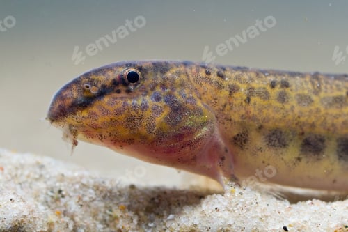 Preview: Cobitis taenia 3 kleine modderkruiper
