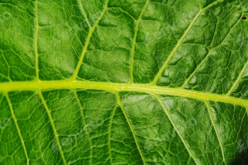 Preview: Green leaves