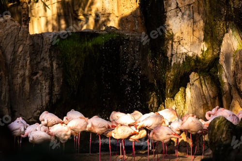 Preview: Group of pink flamingos in a zoo.