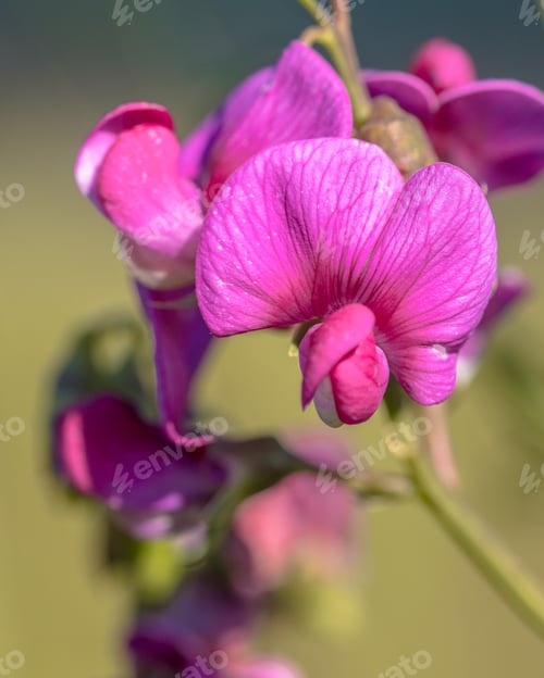 Preview: Pink flowers of tuberous pea