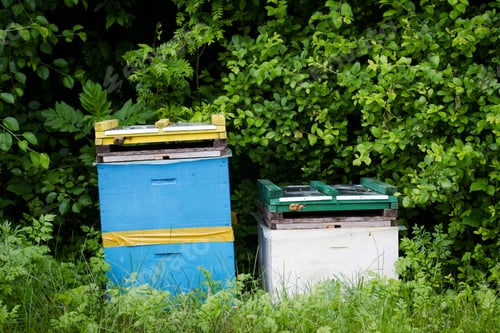 Preview: beehives by the edge of a green forest