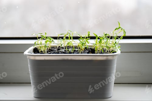 Preview: Gardering. Parsley sprouts