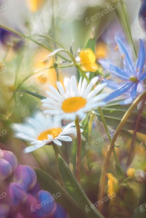 Preview: Camomile macro on a blurred background. Summer floral background in pastel colors