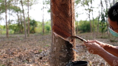 Preview: Portrait gardener man tapping latex from a rubber tree