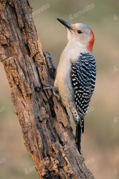 Preview: Red-bellied Woodpecker