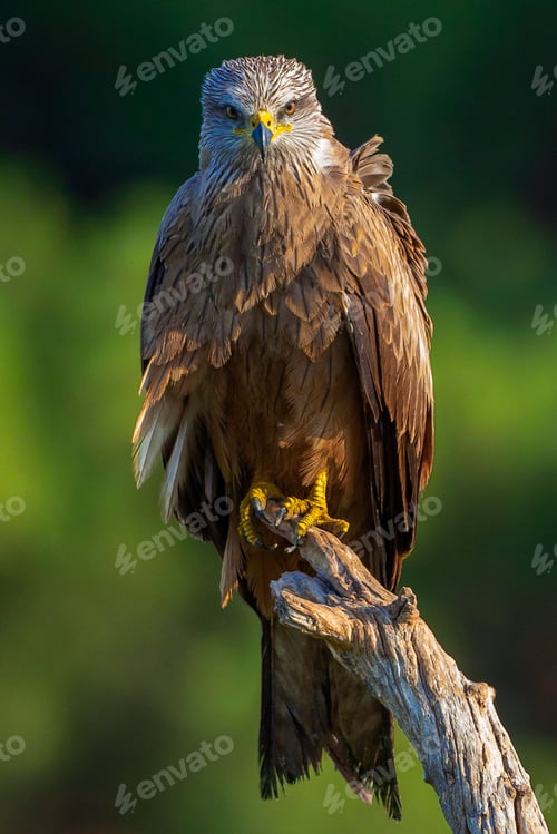 Preview: Black Kite