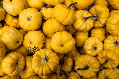 Preview: Close-up pile of pumpkins Fresh orange pumpkins stacked tightly