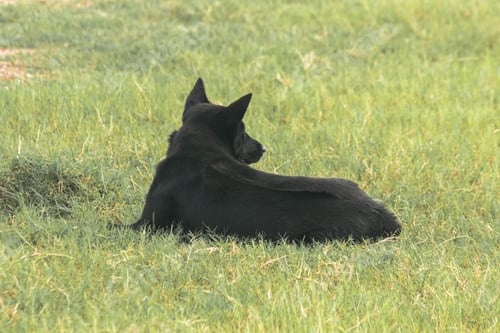 Preview: Black dog lying on the grass