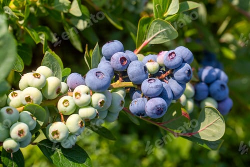 Preview: Blueberry farm with bunch of ripe fruits on tree during harvest season in Izmir, Turkey.