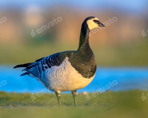 Preview: Barnacle goose migratory bird in wetland habitat