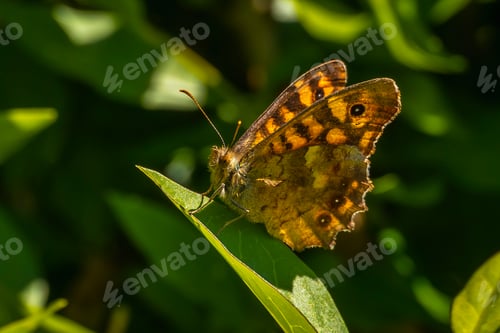 Preview: A yellow butterfly on the coast of Mount Igueldo, Guipuzcoa, Basque Country