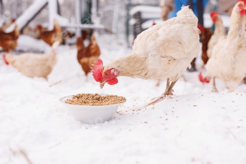 Preview: chicken eats feed and grain at an eco-poultry farm in winter, free-range chicken farm
