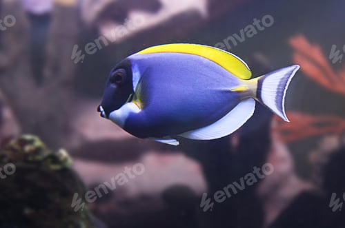Vista previa: Decorative exotic fish of bright and juicy colorings, multicolored