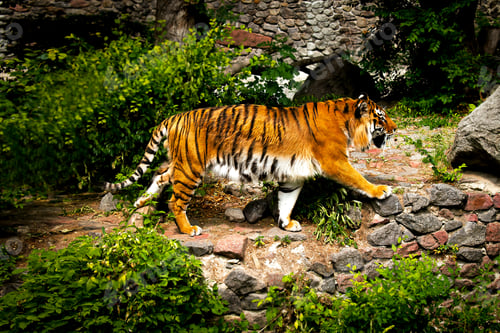 Preview: Forceful large siberian tiger walking on the rock with green area in his cage at the zoo like jungle