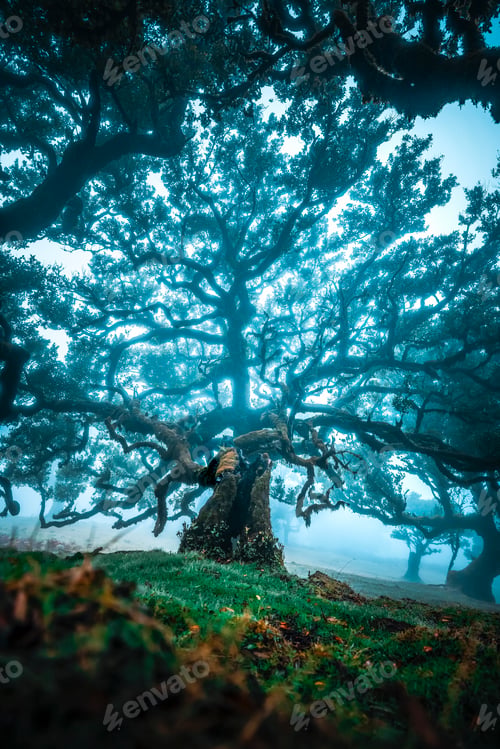 Preview: enchanted-woods-light-madeira