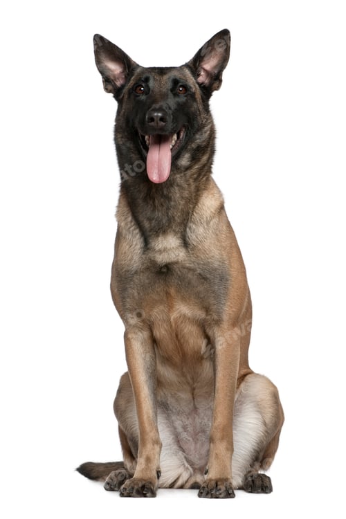 Preview: Belgian Shepherd dog, 3 and a half years old, sitting in front of white background