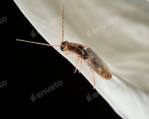 Preview: Macro shot of a small bug perched atop a white flower petal, capturing its intricate details