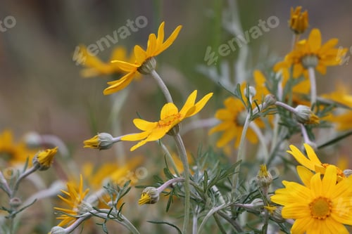 Preview: Spring flowers