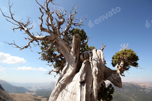 Preview: juniper tree in high mountains