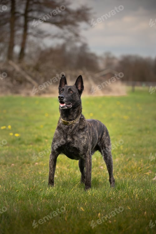 Preview: Close-up shotof an adorable Dutch Shepherd
standing in a vibrant green meadow