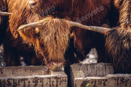 Preview: Closuep shot of brown bulls drinking water from the ditch