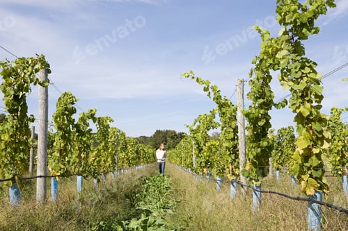 Preview: Mid adult woman in vineyard with vines