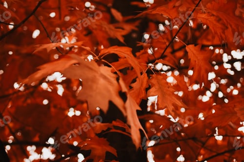 Preview: Red autumn leaves on focus