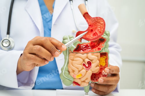 Preview: Digestive system with stomach and intestine, Asian doctor holding human anatomy