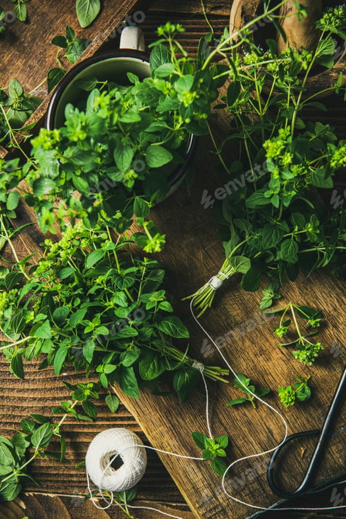 Preview: Garden Fresh Oregano Marjoram Herb on Wooden Kitchen Table