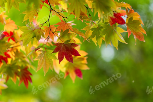 Preview: Maple tree over green background