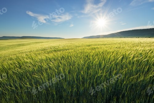 Preview: Meadow of wheat on sundown