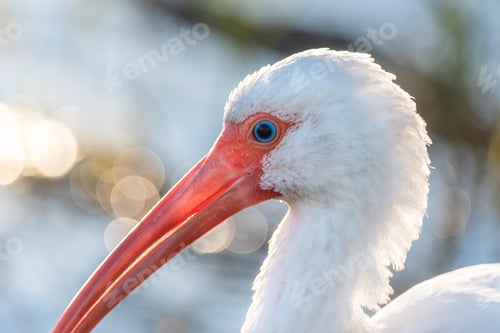 Preview: Close up shot of an Ibis' blue eye and red beak, white feathers backlit