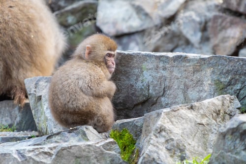 Preview: A Japanese snow monkey or Macaque with onsen in Monkey Park, Nagano , Japan. Wildlife animal.