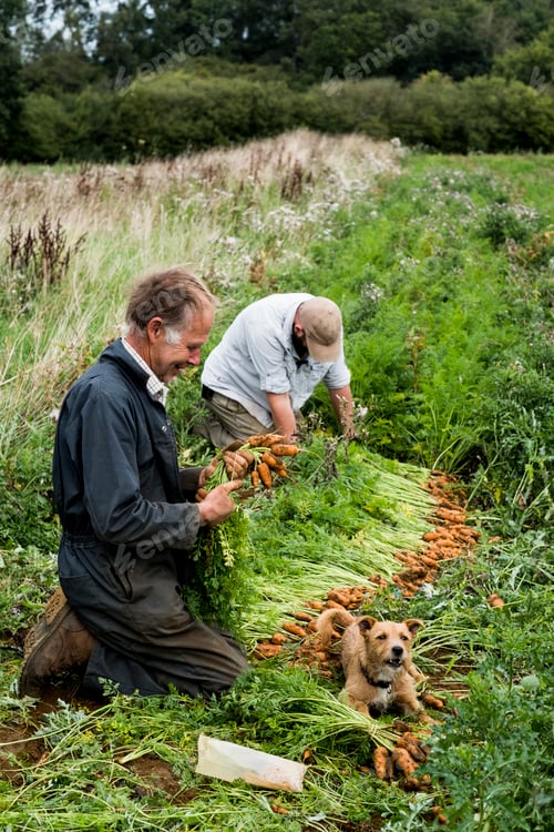Preview: Two farmers kneeling in a field, holding bunches of freshly picked carrots.