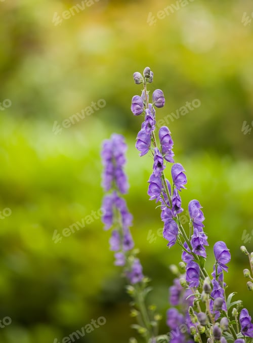 Preview: Colorful foxgloves - digitalis purpurea