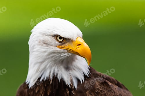 Preview: Haliaeetus leucocephalus eagle head