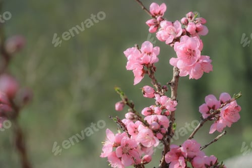 Preview: blossoming peach twigs - spring, closeup of pink flowers
