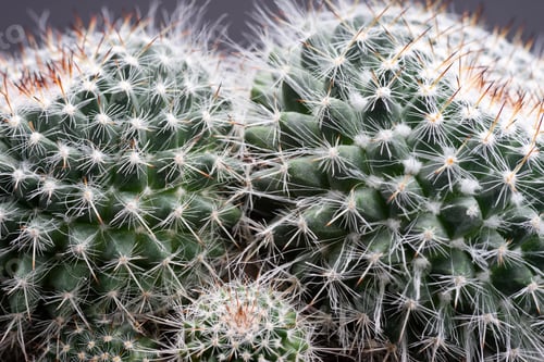 Preview: Close up of beautiful group of mammillaria on black background