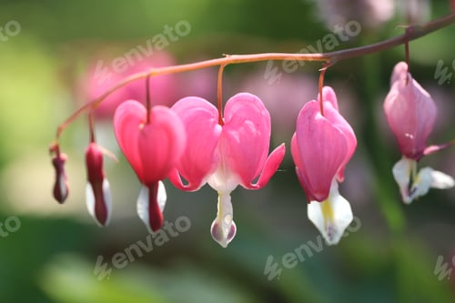 Preview: Pink Bleeding Heart Flowers Blooming in a Serene Garden Setting