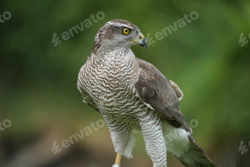 Preview: Goshawk Bird close up with nature background.
