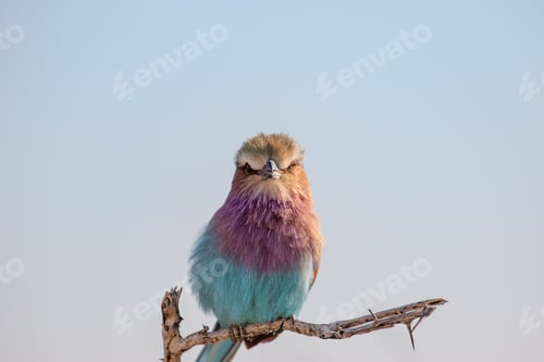 Preview: Lilac-breasted roller on a branch