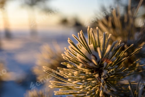 Preview: Close up view to frost covered pine branches
