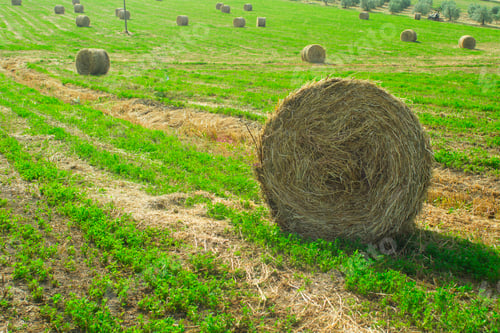Preview: Hay harvest in Tuscany