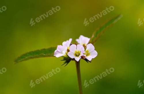 Preview: Close-up view of the tiny white flower in springtime