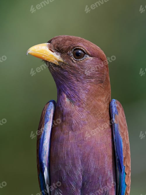Preview: Broad-billed roller (Eurystomus glaucurus)