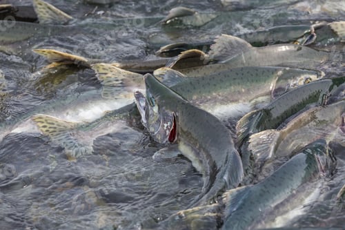 Preview: Spawning salmon