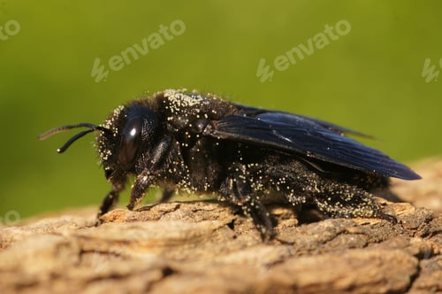 Preview: Closeup of Xylocopa violacea bee perching on wood